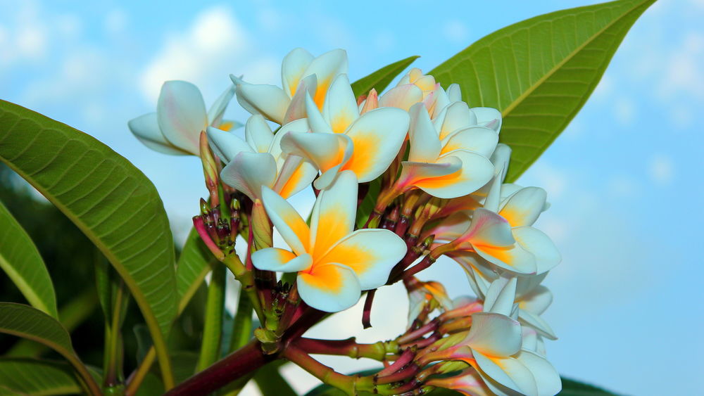 Обои для рабочего стола Тропическое цветущее дерево с бело-желтыми соцветиями на фоне голубого неба
