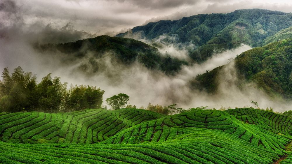 Обои для рабочего стола Чайные плантации на холмах у подножья гор, долины покрыты туманом
