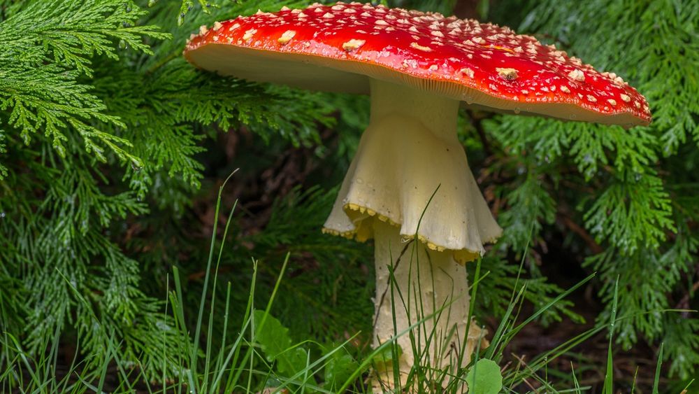 Обои для рабочего стола Красивый красный гриб мухомор, растет под хвойным деревом