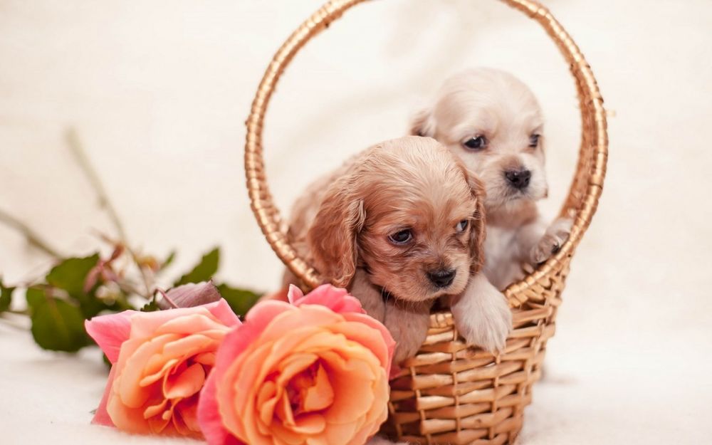 Обои для рабочего стола Два милых щенка сидят в плетеной корзине рядом лежат розы