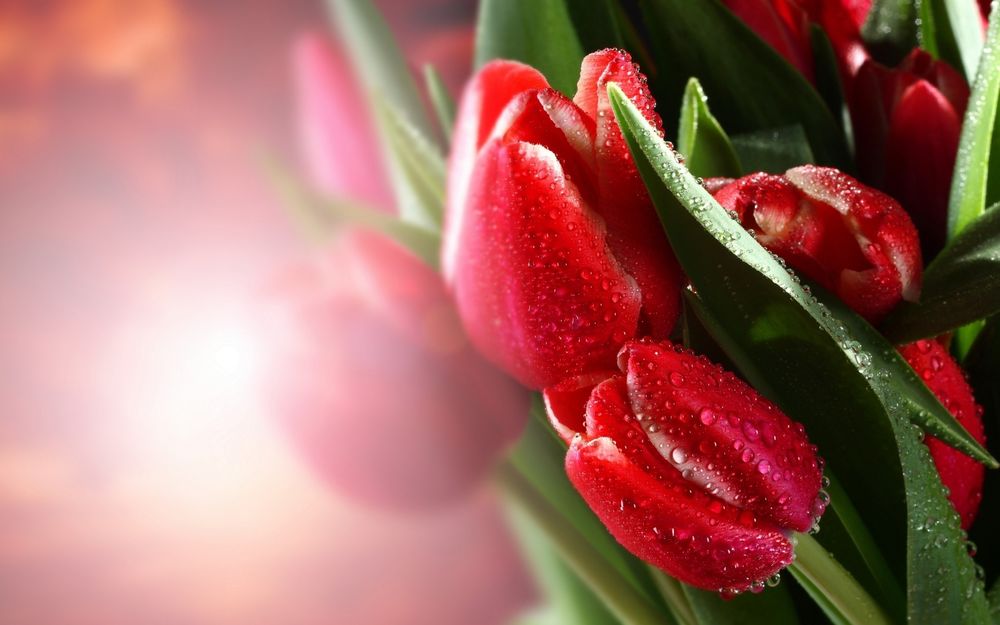 Обои для рабочего стола Букет красных тюльпанов в каплях росы на освещенном размытом фоне