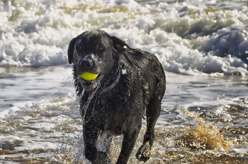 Благородный черный пес. Собака чёрная берег. Собака негр. Теннисный мяч для собак. Чёрный пёс выхожит из моря картинки.