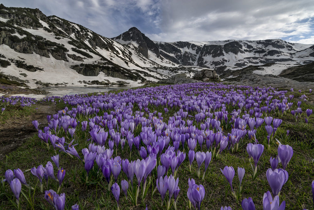 Обои для рабочего стола Фиолетовые крокусы, взошедшие весной на поляне в окружении гор, покрытых снегом на фоне пасмурного неба, автор Емил Рашковски