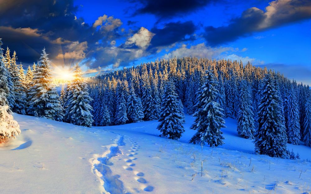 Обои для рабочего стола Золотистые, солнечные лучи на утреннем, синем небосклоне с темными облаками осветили еловый, заснеженный лес с человеческими следами на глубоком, белоснежном снегу