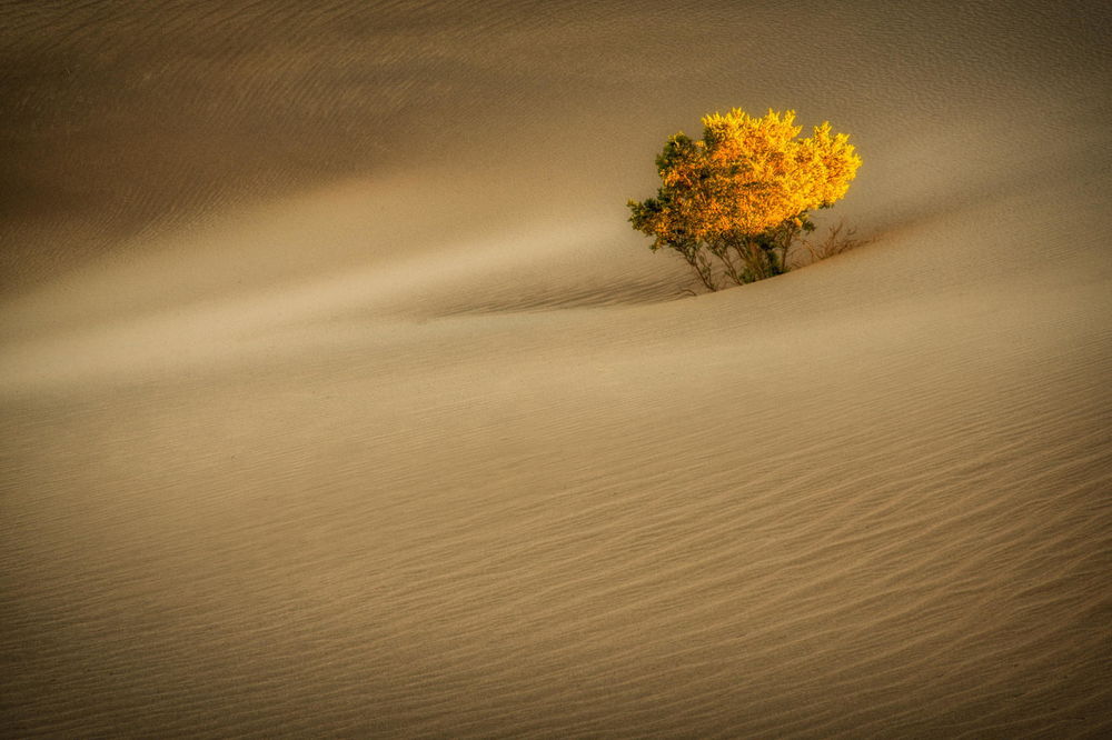 Обои для рабочего стола Одинокое дерево с желтыми листьями, растущее среди песчаных барханов пустыни