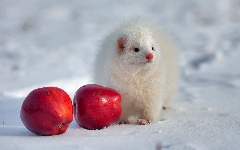 Обои для рабочего стола Белый хорек, сидящий на снегу возле пары красных, спелых яблок