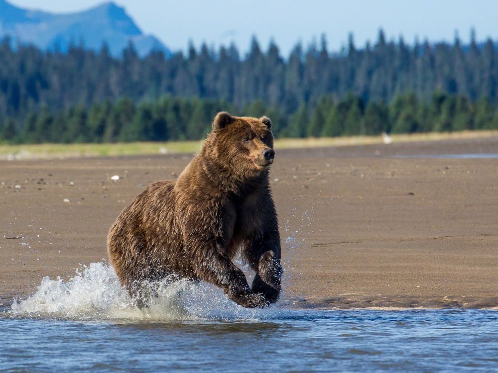 Обои для рабочего стола Медведь бежит по берегу реки