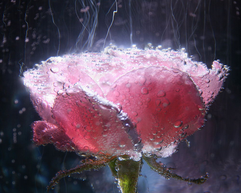 Обои для рабочего стола Розовая роза, брошенная в воду с множеством воздушных пузырьков, Инга Иванова