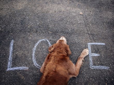 Обои на рабочий стол Собака лежит на асфальте на котором написано love