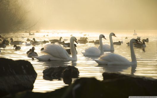 Обои на рабочий стол Белые лебеди и утки плавают в воде ранним туманным утром