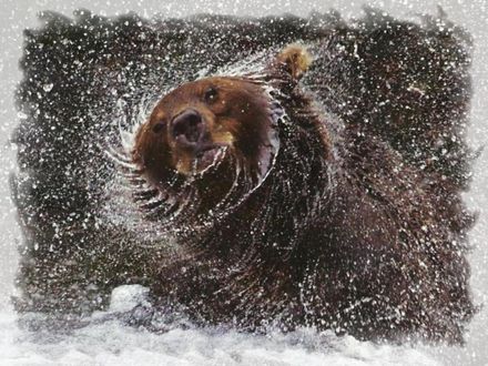 Обои на рабочий стол Бурый медведь купаясь в воде трясет головой поднимая кучи брызг