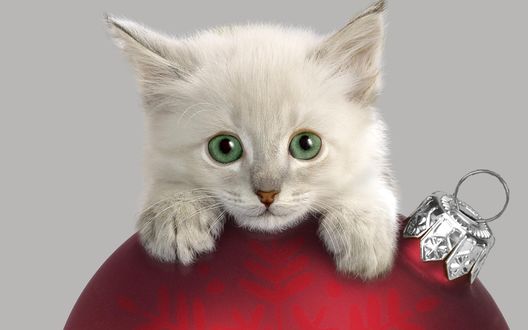 Обои на рабочий стол Белый котенок, стоящий лапками на красном, новогоднем, елочном шарике