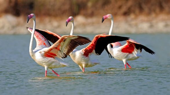 Обои на рабочий стол Три фламинго бегут по воде расставив крылья