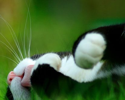 Обои на рабочий стол Усатый кот на травке лижет свою лапку