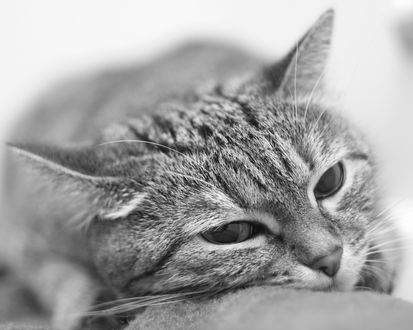 Обои на рабочий стол Черное-белое фото кота