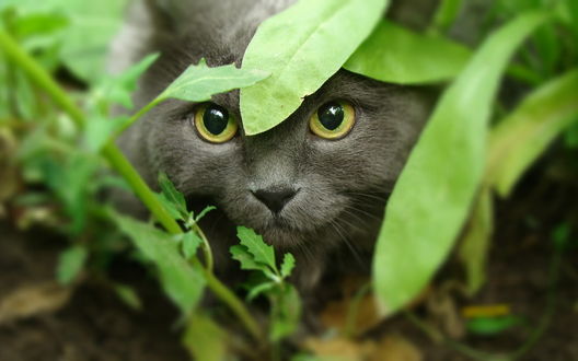Обои на рабочий стол Мордочка кота выглядывающего из под листиков