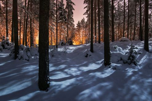 Обои на рабочий стол Зимний лес, ву Mikko Lagerstedt