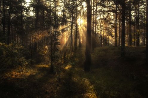 Обои на рабочий стол Солнечные лучи, пробирающиеся сквозь деревья, фотограф Kljuchenkow Aleksandr