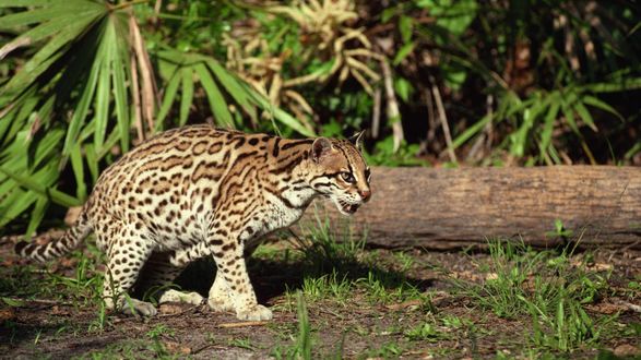 Обои на рабочий стол Оцелот / Leopardus pardalis охотится в лесу