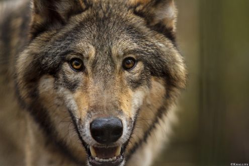 Обои на рабочий стол Волк, by Khalliysgraphy