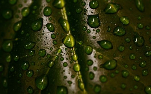 Обои на рабочий стол Капли воды на темно зеленом листе