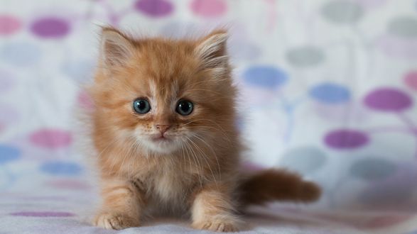 Обои на рабочий стол Рыжый маленький котик
