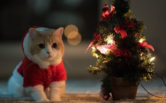 Обои на рабочий стол Новогодний котенок с елочкой