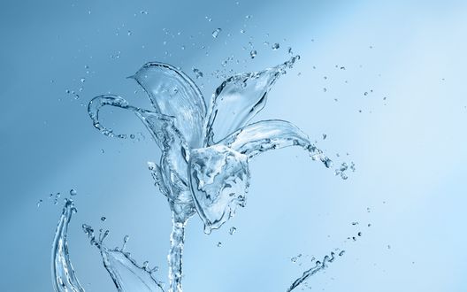 Обои на рабочий стол Лилия из воды
