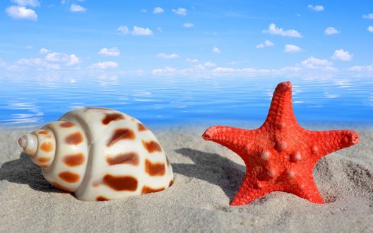 Обои на рабочий стол Морская ракушка и морская звезда, лежащие на песке на океанском побережье на фоне голубого неба с белыми, кучевыми облаками