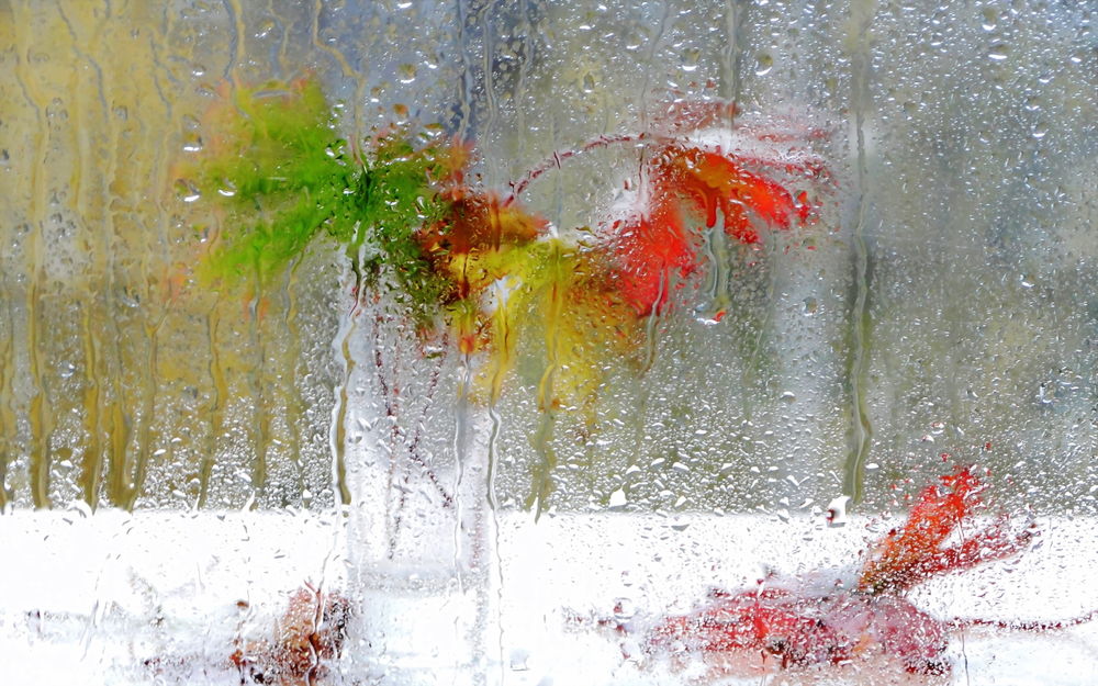 Обои для рабочего стола Стеклянная ваза с разноцветными листьями, стоящая за оконным стеклом с дождевыми каплями