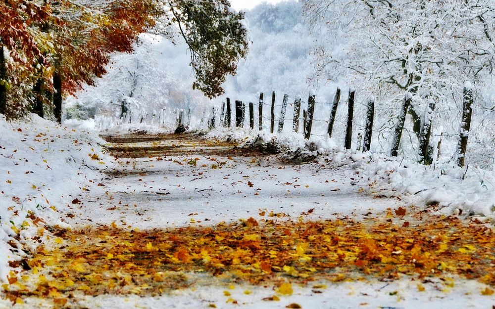 Обои для рабочего стола Дорога покрытая осенними листьями и снегом идущая через лес