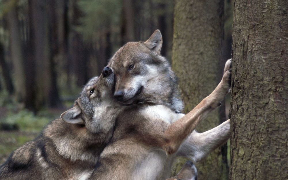 Обои для рабочего стола Молодые волки играют в лесу