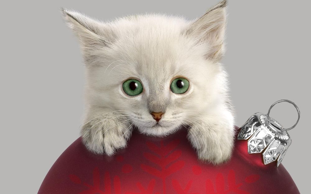 Обои для рабочего стола Белый котенок, стоящий лапками на красном, новогоднем, елочном шарике