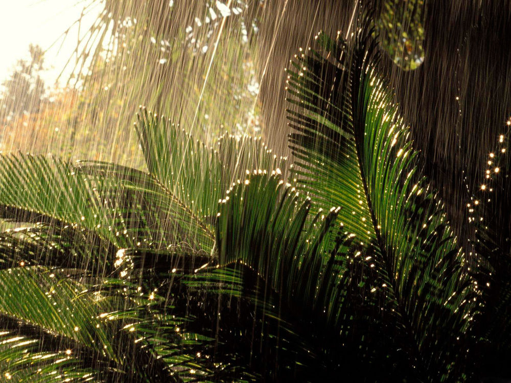 Обои для рабочего стола Косые струи дождя льют на огромные листья папоротника