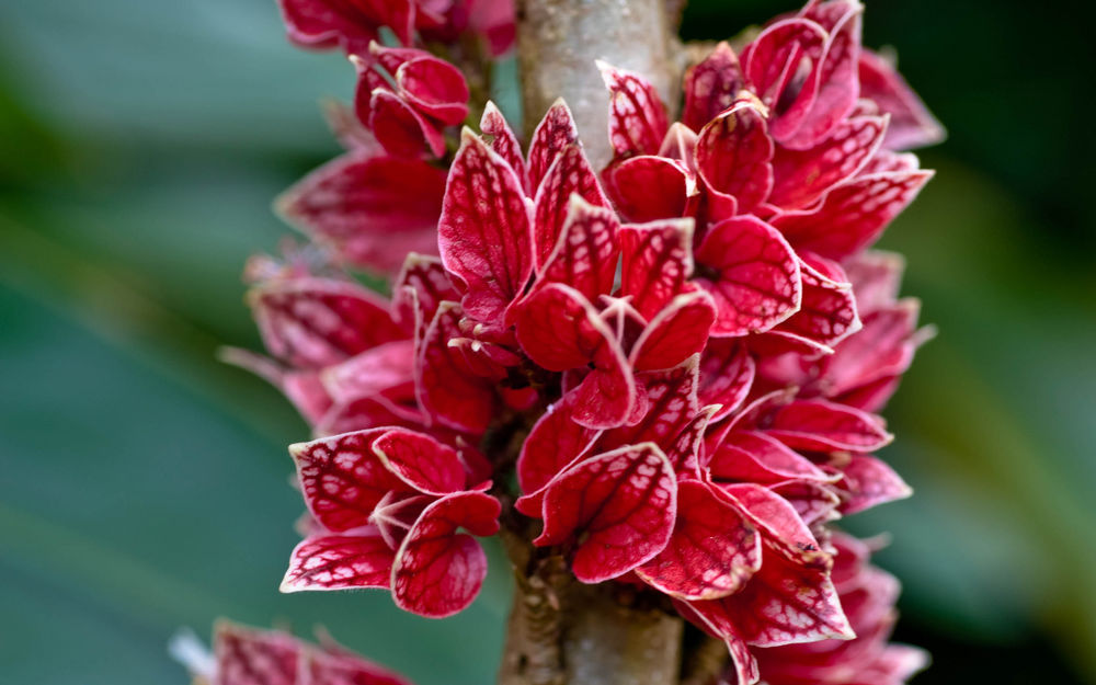 Обои для рабочего стола Гетея прямоцветковая / Goethea strictiflora / крупным планом