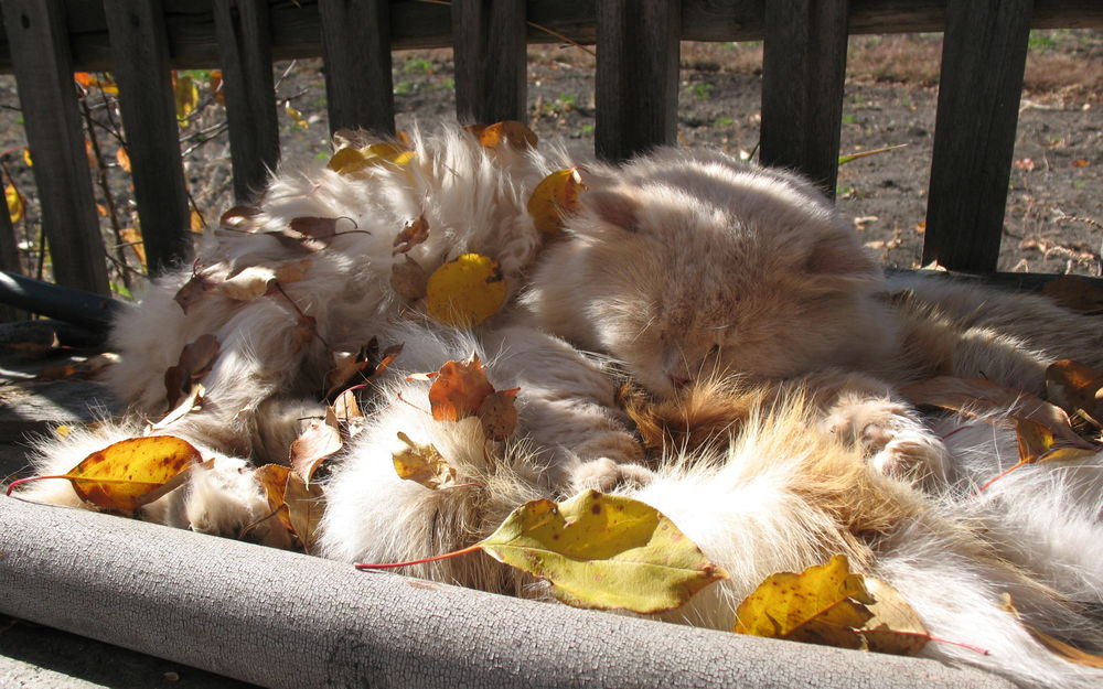 Обои для рабочего стола Пушистый кот спит в осенних листьях