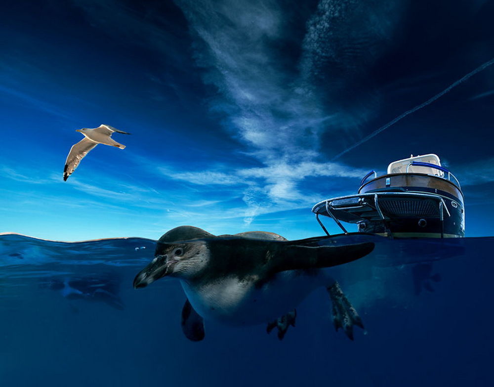 Обои для рабочего стола Пингвин, плывущий в морской воде впереди небольшого катера, тянущего его за собой на фоне синего небосклона с небольшой облачностью, парящей в воздухе морской чайкой, автор Garas Ionut