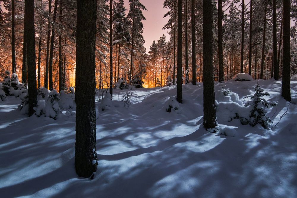 Обои для рабочего стола Зимний лес, ву Mikko Lagerstedt