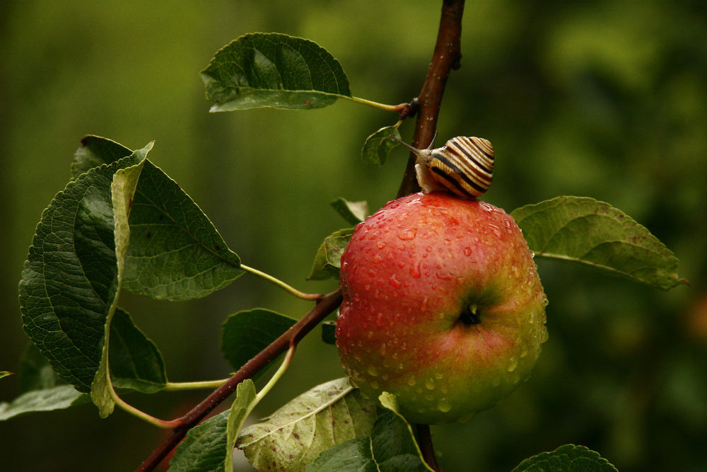 Обои для рабочего стола Улитка с полосатым панцирем, ползущая по спелому яблоку, растущему на ветке дерева, в крупных каплях утренней росы