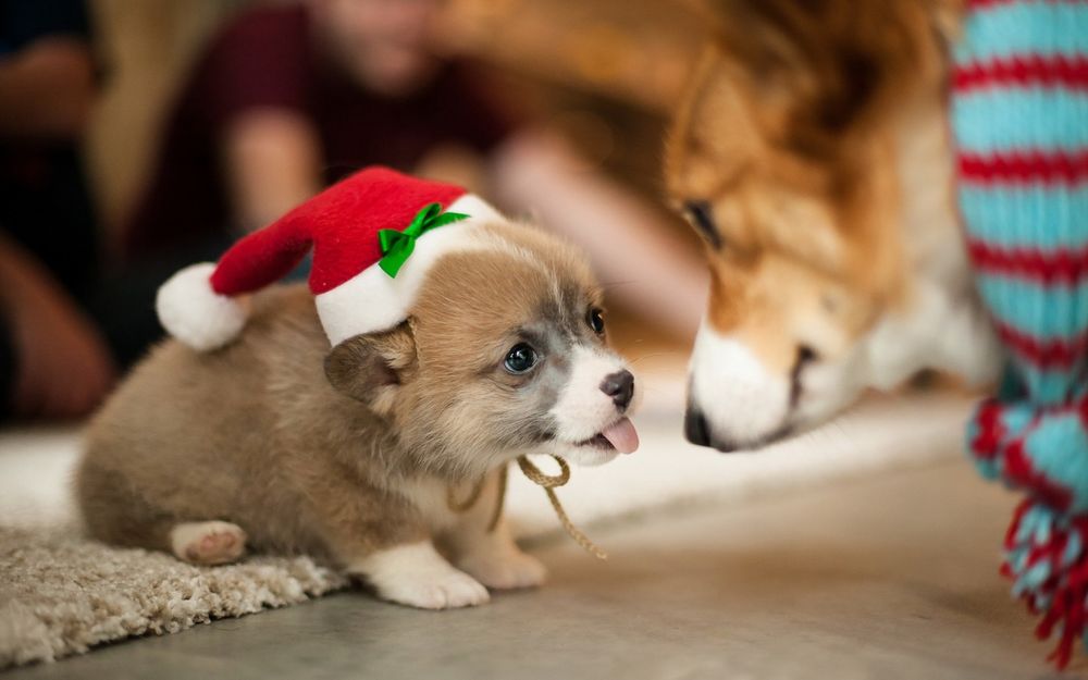 Обои для рабочего стола Маленький щенок в шапке Санта-Клауса высунув язык общается со своей мамой, шея которой замотана теплым шарфом