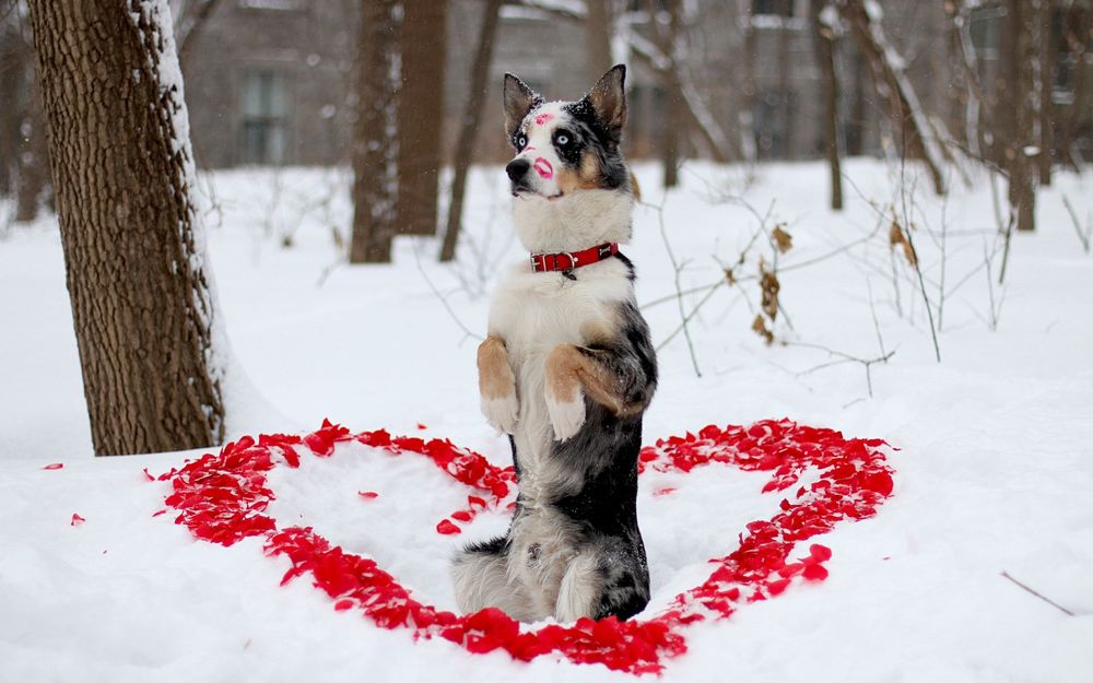 Обои для рабочего стола Собака стоит на задних лапах, присев на снег в окружении выложенного вокруг него сердца из лепестков красных цветов со следами на морде поцелуев в губной помаде