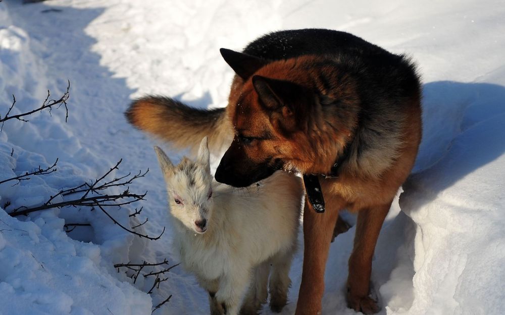 Обои для рабочего стола Большая собака овчарка охраняет маленького белого козленка