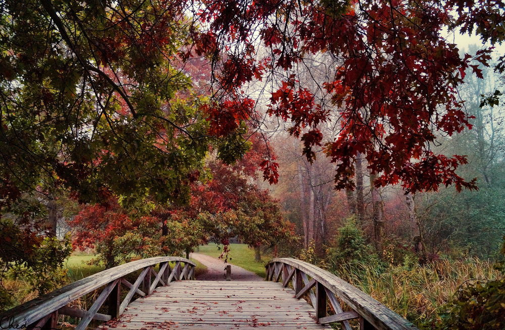 Обои для рабочего стола Деревянный, дугообразный мост, находящийся в парке с лежащими на нем красными листьями, опавшими с деревьев возле моста