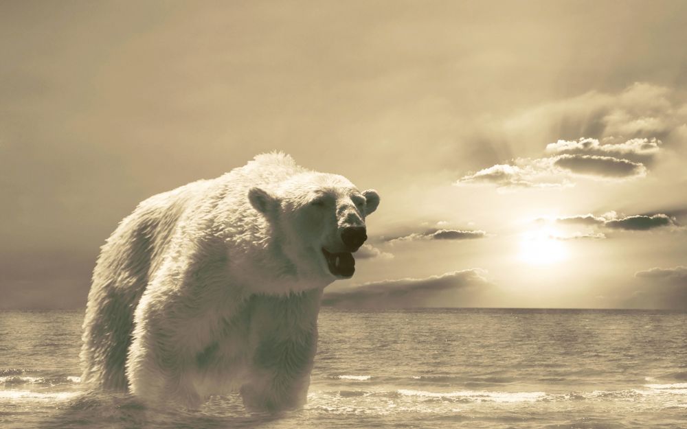 Обои для рабочего стола Белый медведь идет по ледяной воде открыв пасть