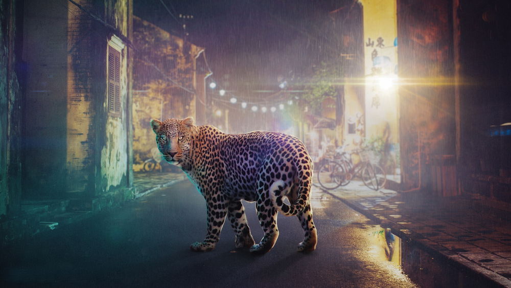 Обои для рабочего стола Леопард, идущий под сильным дождем по городской улице ночного города, освещенной электрическими фонарями