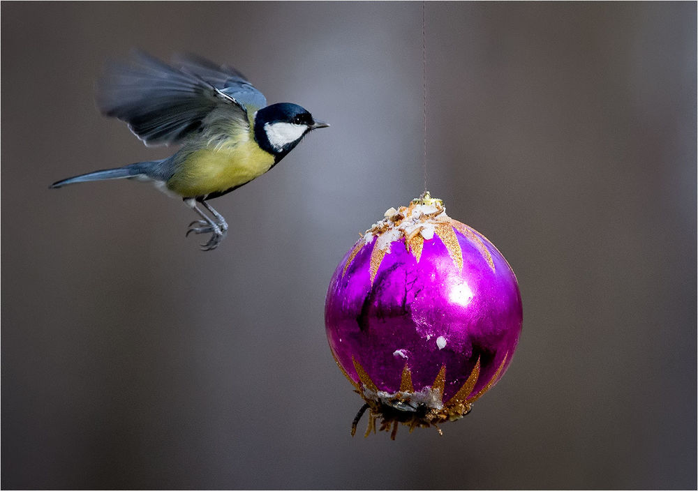 Обои для рабочего стола Синица, летящая к елочному шарику в котором отражается зимний пейзаж, автор Сергей Дымченко