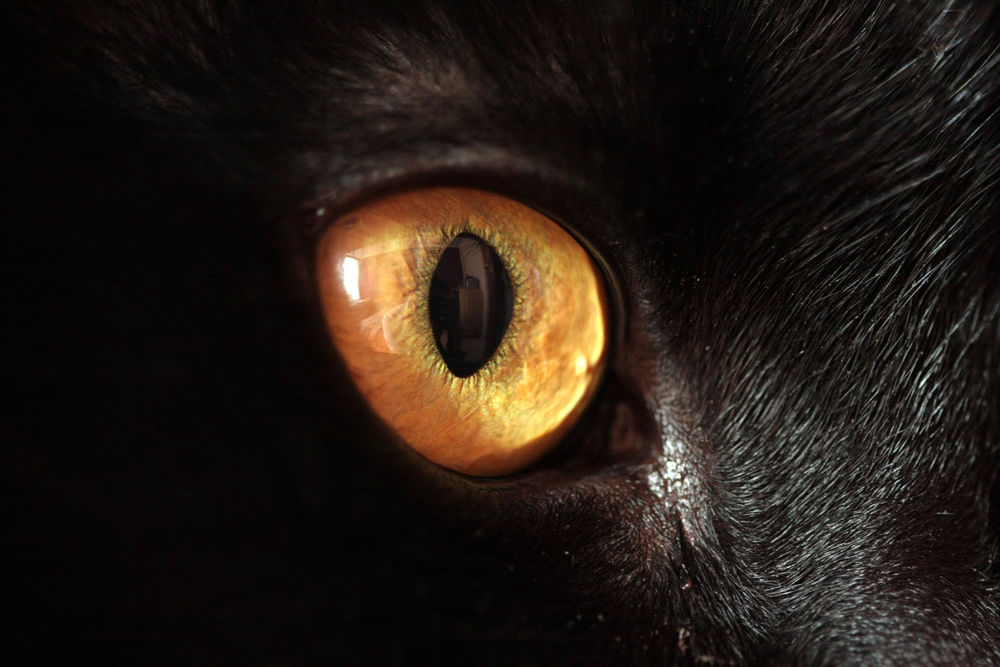 Обои для рабочего стола Желтый глаз черной кошки