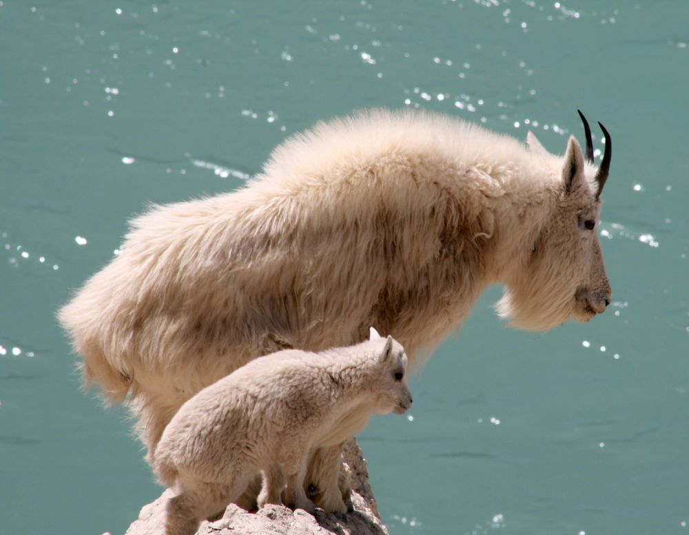 Обои для рабочего стола Две козы, взрослая и маленькая стоят на скале, над водой