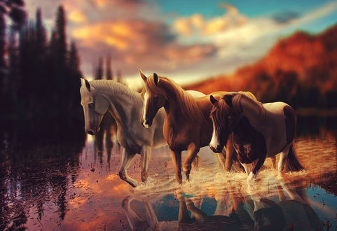 Обои на рабочий стол Три лошади на воде, by TheCallyBear