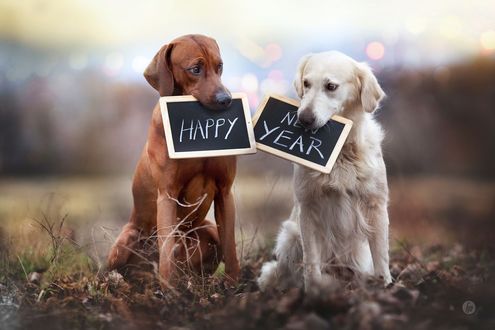 Обои на рабочий стол Собаки держат во рту картинки с надписью Happy New Year (с новым годом), ву Hannah Meinhardt